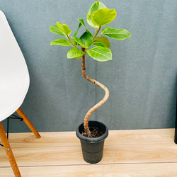 現品］大迫力！ ザミア メキシコソテツ 観葉植物 大型 室内