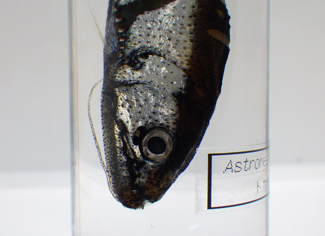 トカゲハダカ (深海魚標本)