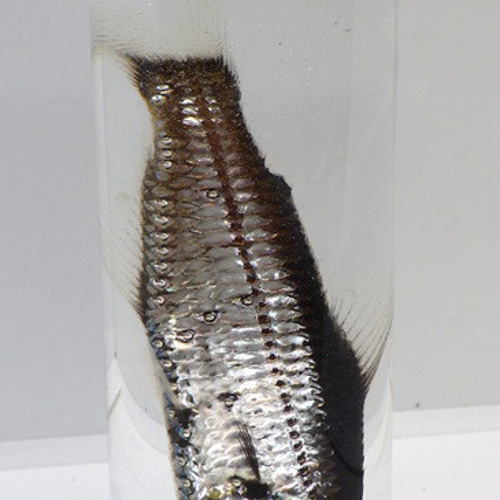 ウスハダカ (深海魚標本) その他アート 標本工房Collection 通販