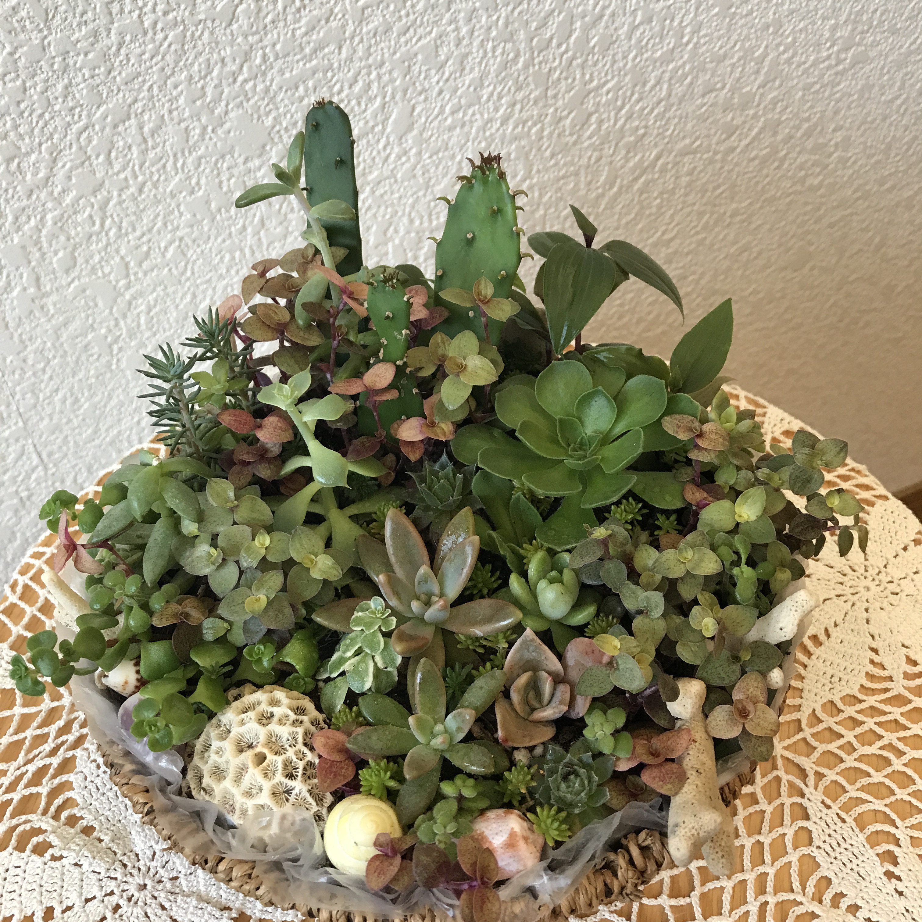 《新作＊お祝用ギフト》多肉植物＊観葉植物＊珊瑚＊巻貝＊シーグラス（2点限定＊受注制作）