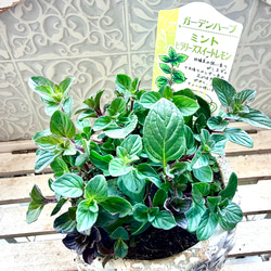 八重咲きローマン 苗 ダブルフラワーカモミール 3.号 元苗 カモミール