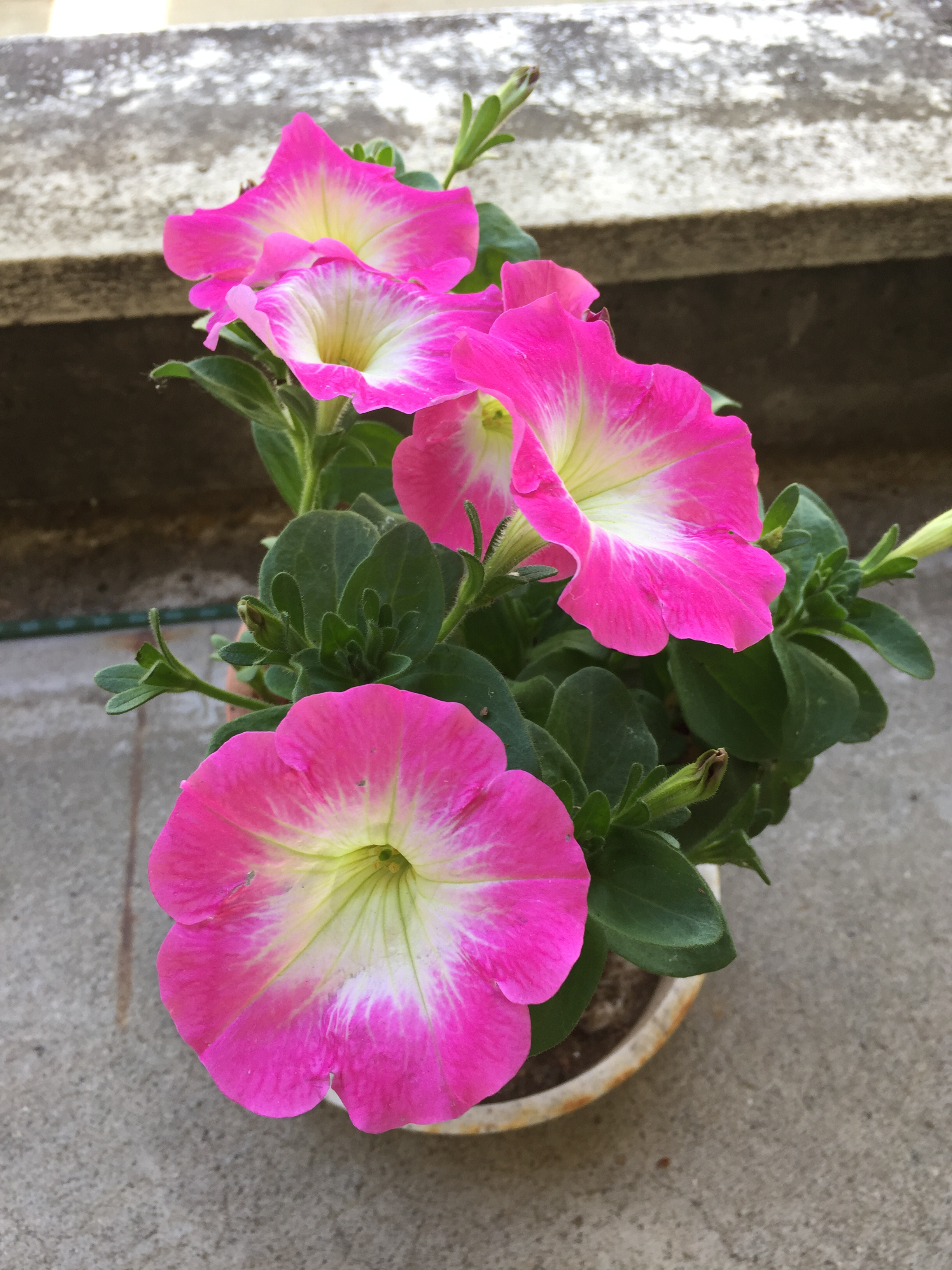 ゆうゆ　様　専用　差額ページ