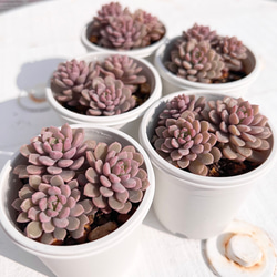 新発売✨セダム レッドベリー錦 根付き 多肉植物 多肉植物 pariʚ