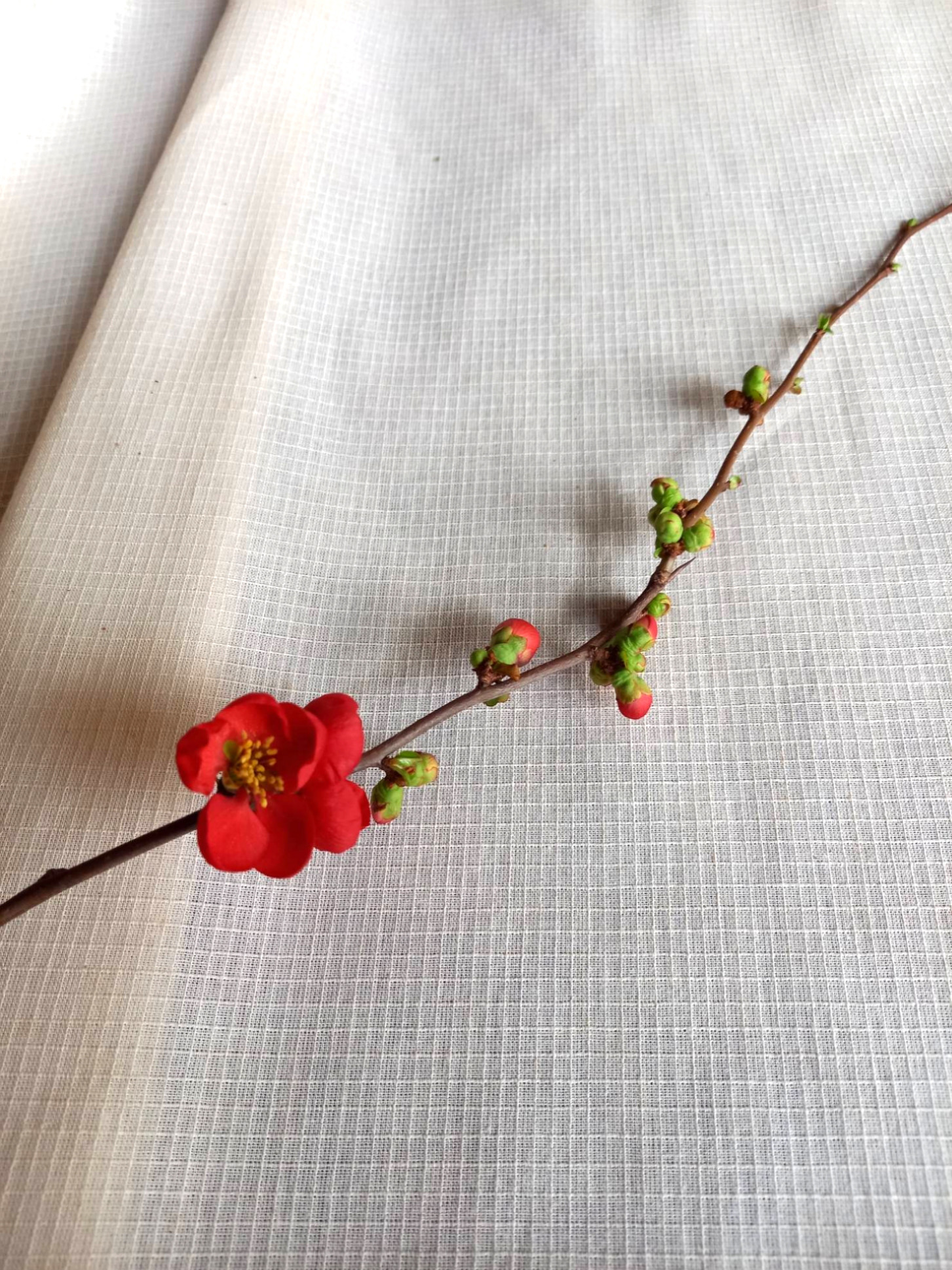 綿紅梅　ゆかた生地　巾広　1反（約130ｍ）きばた