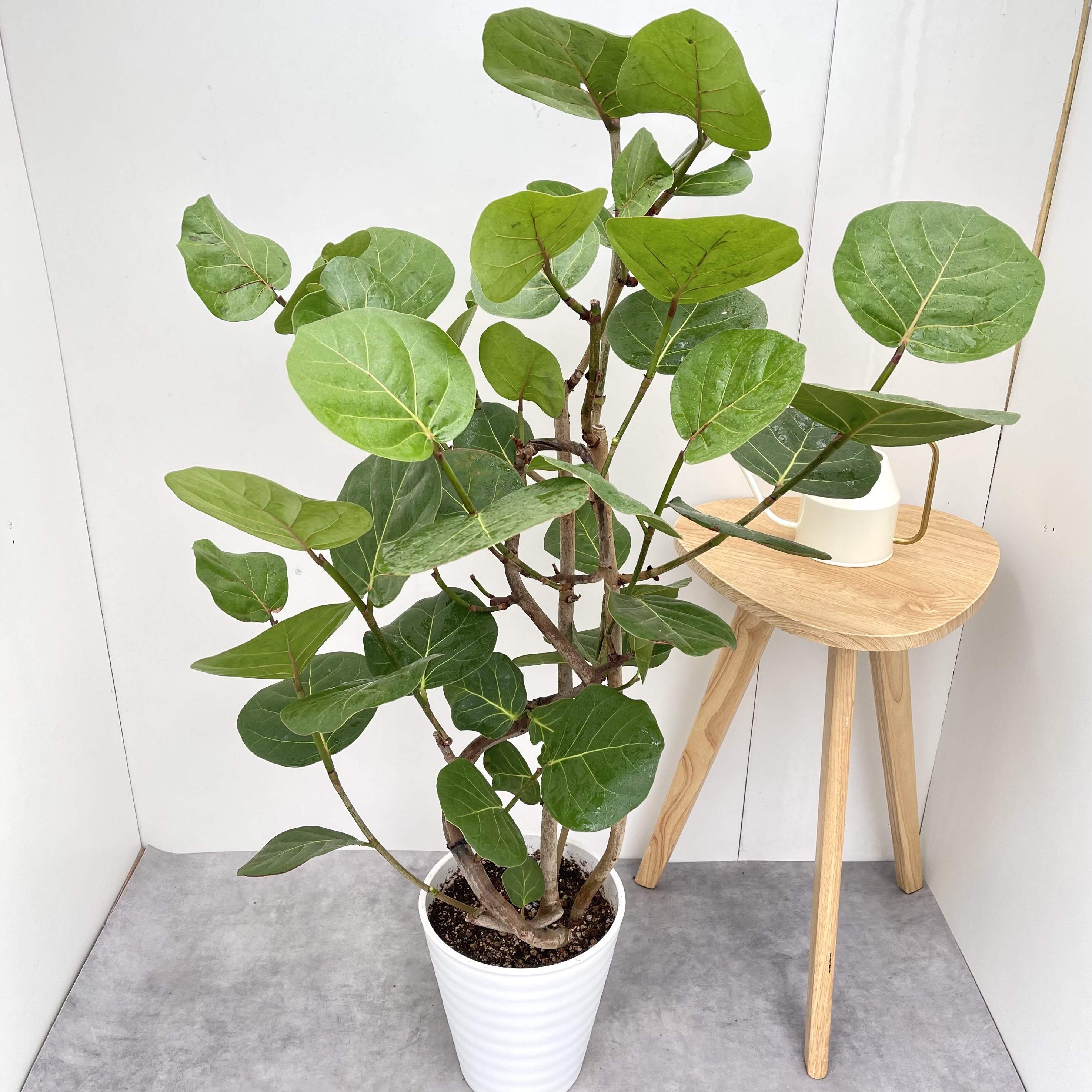 シーグレープ　曲がり　2【現品】観葉植物　大型　室内