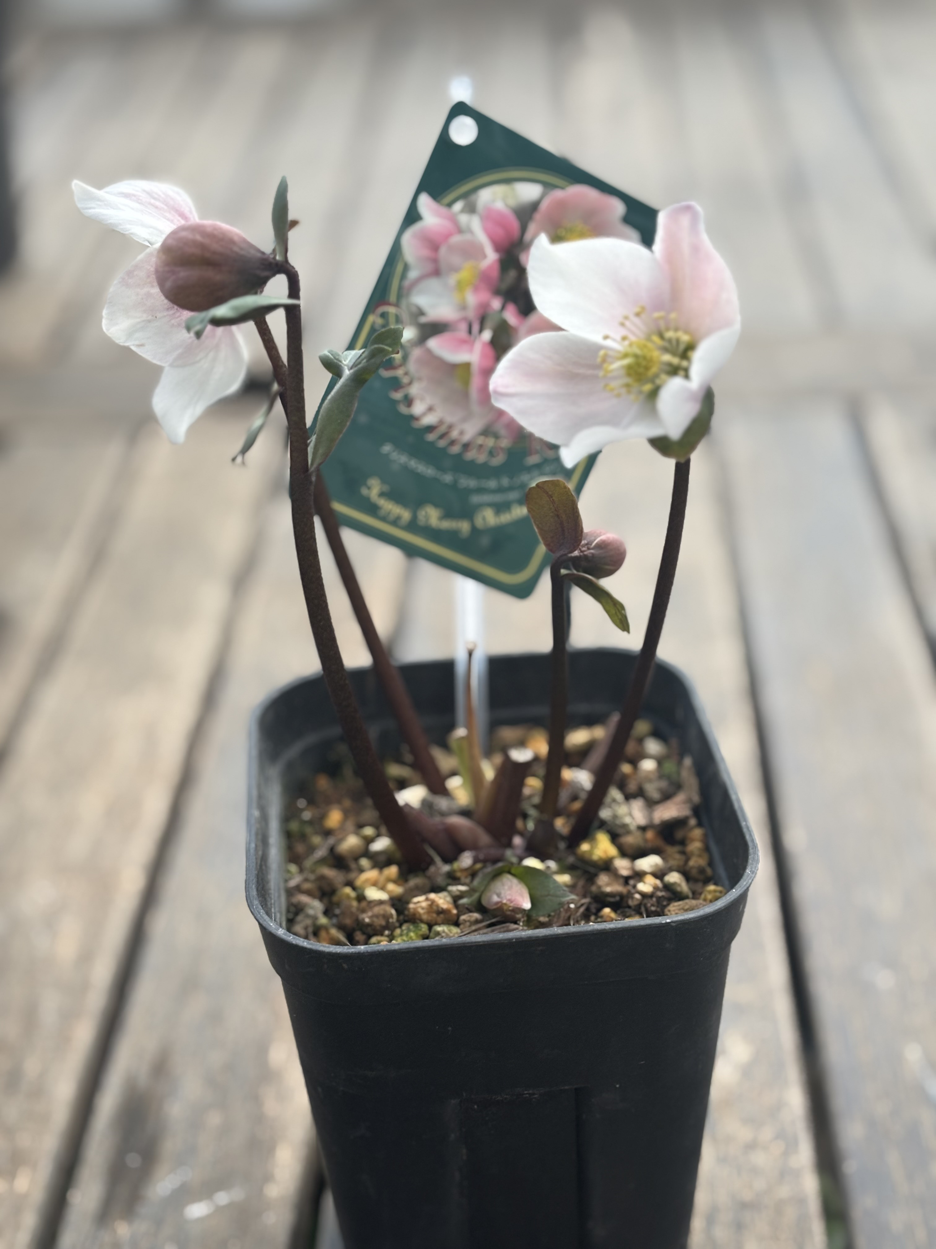 堀切園 クリスマスローズ ニゲル「フルールドノエル」