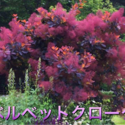 スモークツリー苗マロンシュシュ ドライフラワー 虹花園 幸店 通販