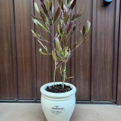 再販 オリーブの木 エルグレコ ワイルドロックテラコッタ鉢植え 苗