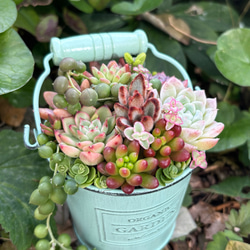 リメイク缶鉢の多肉植物寄せ植え そのまま飾れる クリスマス 多肉植物