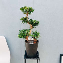 現品］【希少】2番 キンカン ソテツ 斑入り 9号 金環 蘇轍 観葉植物