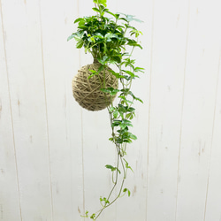 光触媒 人工観葉植物 ウォールグリーン フェイクグリーン ウッド