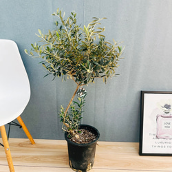 現品］9番 アガベ アテナータ 8号 観葉植物 大型 綺麗 屋外 多肉植物