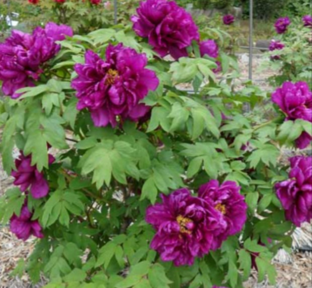 赤紫牡丹人気品種【島大臣】