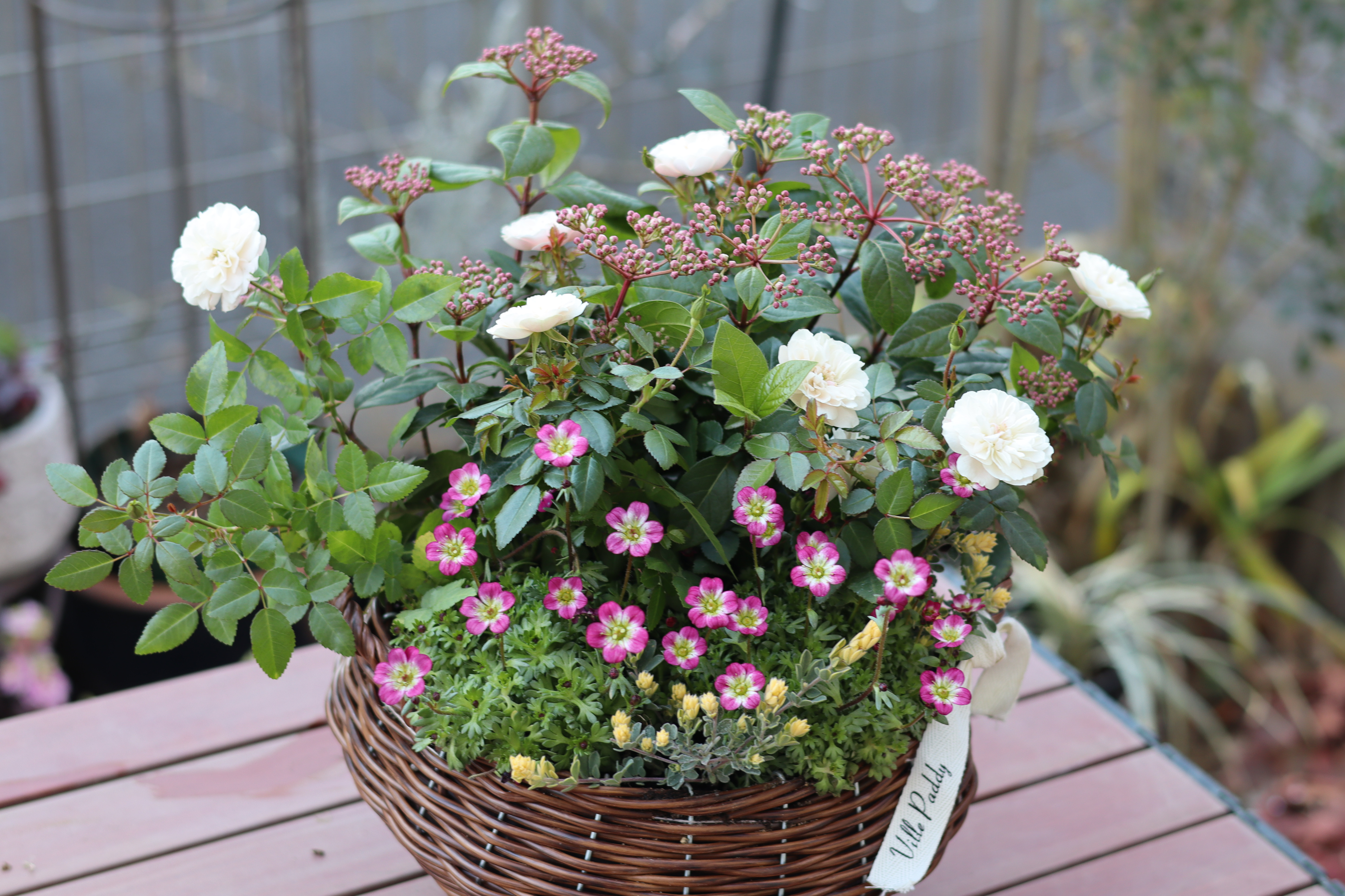 手付き籠の寄せ植え　グリーンアイス＊*