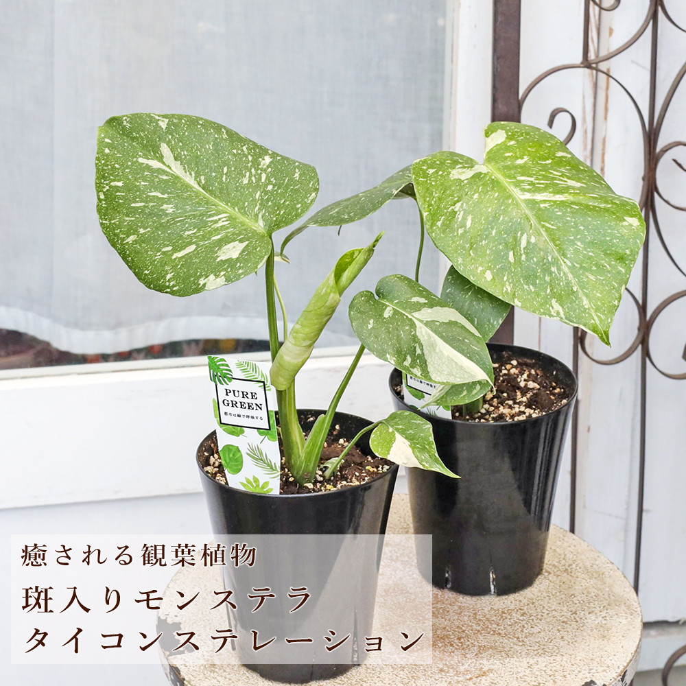 観葉植物 斑入りモンステラ タイコンステレーション 4号 H40cm 多年草 半日陰 室内 人気 おしゃれ