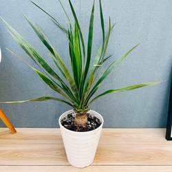 現品］【希少】55番 アガベ アテナータ ボーチンブルー 8号 観葉植物