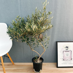 現品］【希少】2番 キンカン ソテツ 斑入り 9号 金環 蘇轍 観葉植物