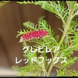 大きめ♪オリーブの木 エルグレコ 大型お洒落テラコッタ鉢植え 苗