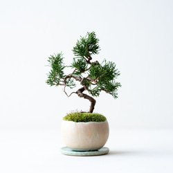 クロモジのミニ盆栽｜うぐいす色のうつわ その他インテリア雑貨