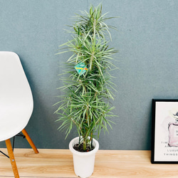 現品］【希少】95番 フィカス ジン 曲がり 7号 観葉植物 ゴムの木 室内