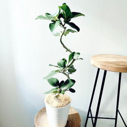 希少】ガジュマル ベビーリーフ テラニアスバルーン Lサイズ 観葉植物