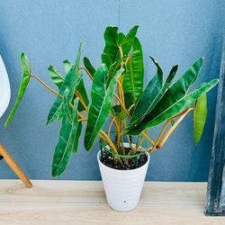 現品］ザミア フロリダーナ 7号 蘇轍 観葉植物 室内 レア 細葉