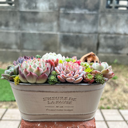 ☆送料無料☆♡そのまま飾れる♡リメイク缶バッグ型♬多肉植物寄せ植え