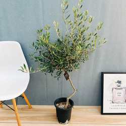 現品］【珍しい】6番 奄美姫ソテツ 盆栽造り 約7号 蘇轍 観葉植物