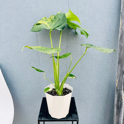 現品］【希少】モンステラオブリクアエクスピラータ 8号 観葉植物 レア