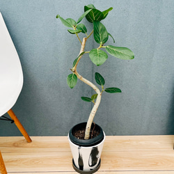 現品］【希少】 トックリラン 斑入り ポニーテール ノリナ セラアート