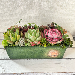 多肉植物寄せ植えセット のおすすめ人気通販 検索結果｜Creema