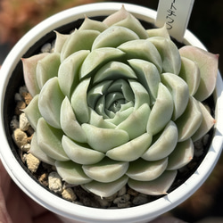 人気品種！☆ラブリーローズ 多肉植物 自家栽培 国産 多肉植物 美