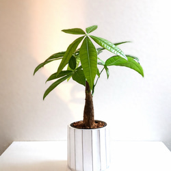 fc7eb180ef8fa39c72862a1d238ecb