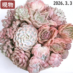 オーストラリアキャプテンヘイ【エケベリア 多肉植物】 多肉植物