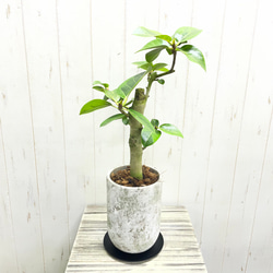 現品 幹太い 真っ直ぐ樹形 オリーブの木 オリーブ souju ネバディロ