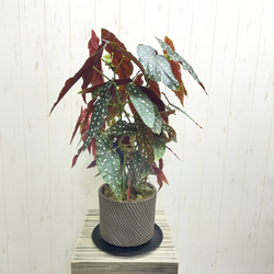 現品 幹太い 真っ直ぐ樹形 オリーブの木 オリーブ souju ネバディロ