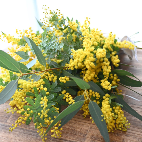フレッシュミモザとユーカリのスワッグ 40センチ スワッグ Secret