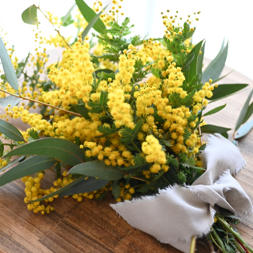 フレッシュミモザとユーカリのスワッグ 40センチ スワッグ Secret