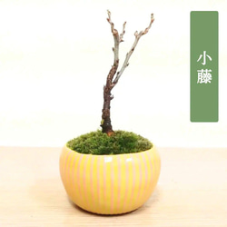 楓　カエデ　盆栽　5号陶器鉢つき　激太❗　① 盆栽：楓石付*現品 一点物 かえで カエデ Kaede bonsai Acer 小品盆栽