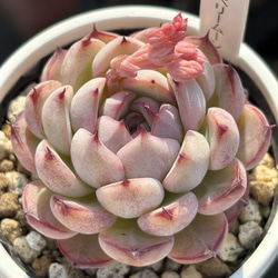 超レア実生苗！☆（リンゼアナ×ホリコロ）×（メキシカンジャイアント