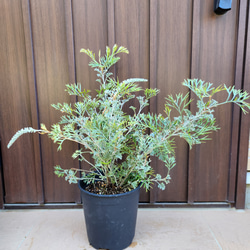 スタイリッシュプランツ§ アカシアブルーブッシュ コンクリート鉢植え