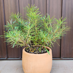 再販 オリーブの木 エルグレコ ワイルドロックテラコッタ鉢植え 苗