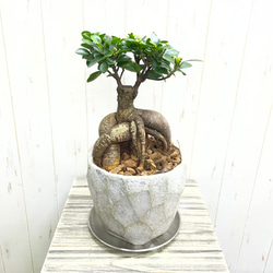 光触媒 人工観葉植物 ウォールグリーン フェイクグリーン アンクル