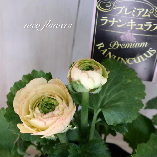 希少♡ラナンキュラス♡サクセス♡トゥアレグ♡ アートフラワー nico
