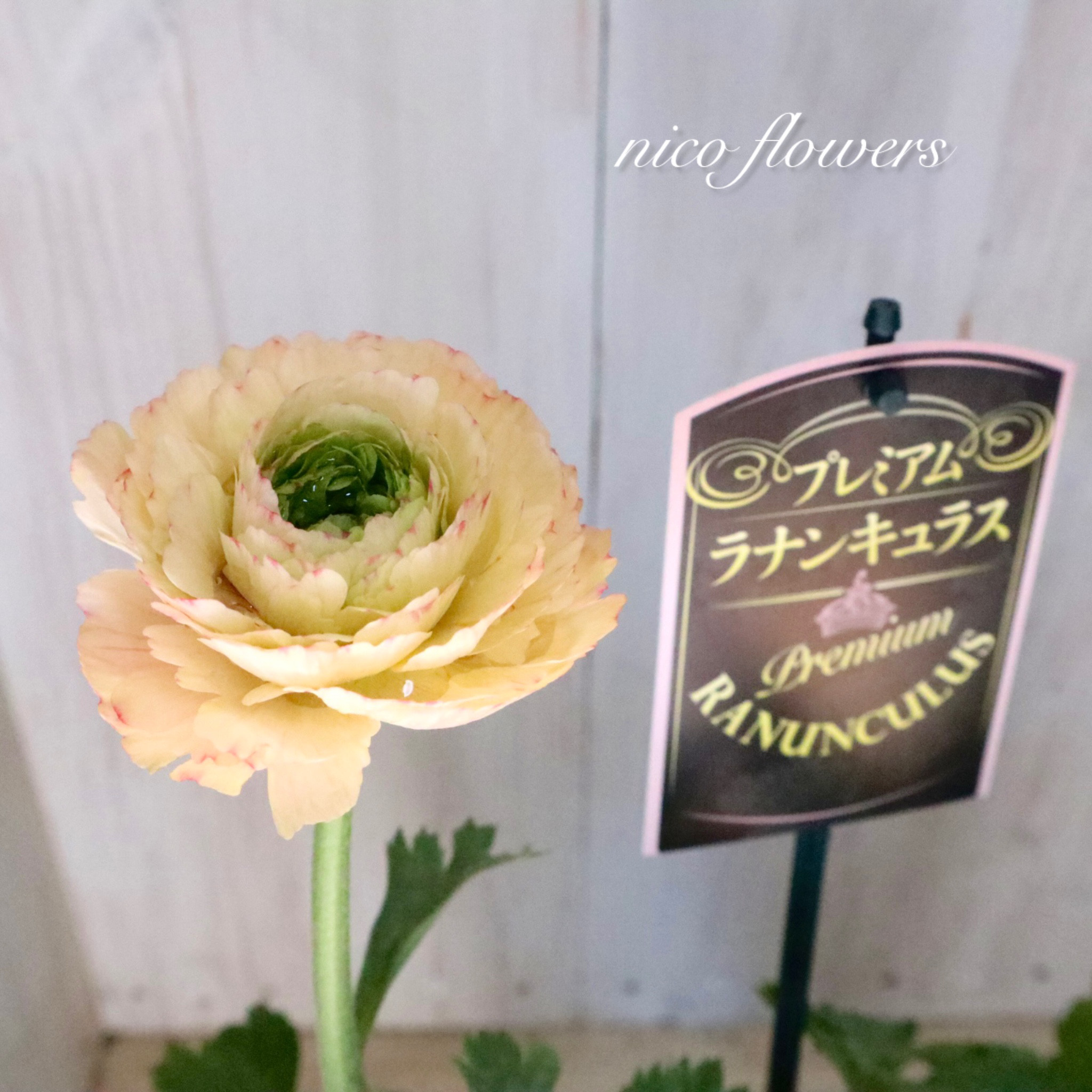 希少♡ラナンキュラス♡サクセス♡トゥアレグ♡ アートフラワー nico