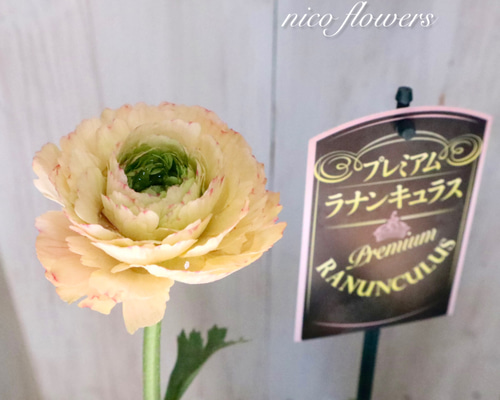 希少♡ラナンキュラス♡サクセス♡トゥアレグ♡ アートフラワー nico