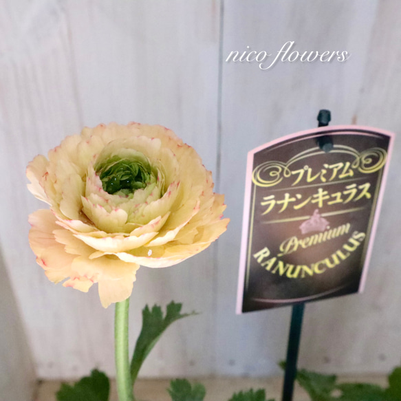 希少♡ラナンキュラス♡サクセス♡トゥアレグ♡ アートフラワー nico