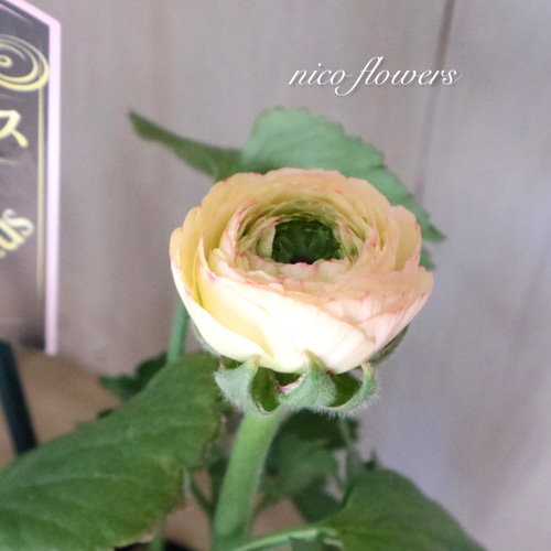 希少♡ラナンキュラス♡サクセス♡トゥアレグ♡ アートフラワー nico