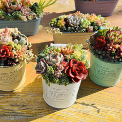 ❣️ファットスター❣️現品 エケベリア 寄せ植え 多肉弁当 多肉植物 楽天市場】【柏屋商店さん直送】送料無料 多肉弁当 多肉植物 観葉植物