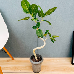 現品］ドラセナ コンシンネ ホワイボリー 観葉植物 大型 室内 綺麗な葉